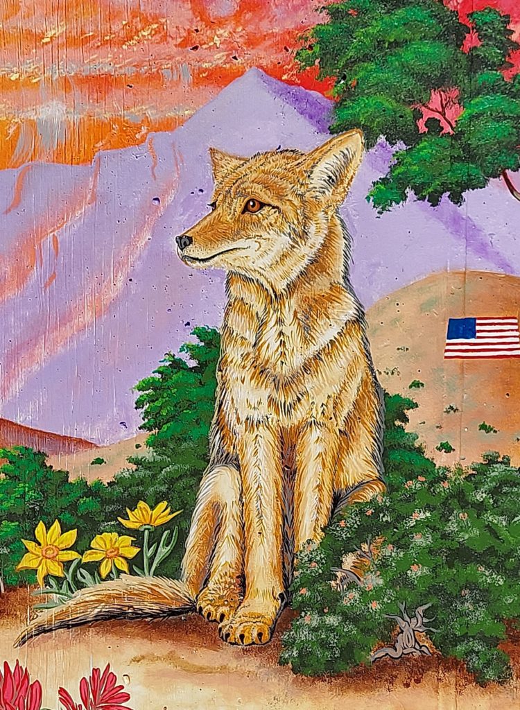 Coyote
