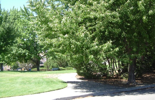 Carriage Square Park #5