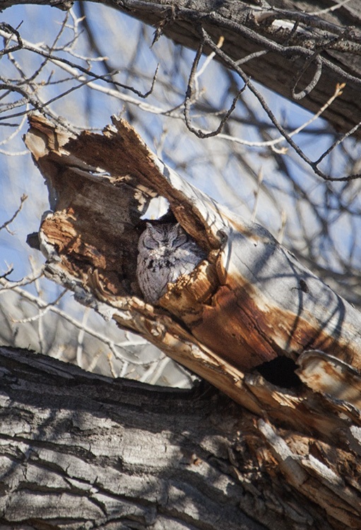 Screech Owl at Carson River Park by Sandi Whitteker