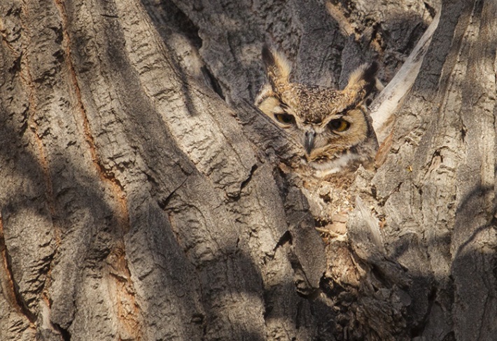 Great Horned Owl at Carson River Park by Sandi 