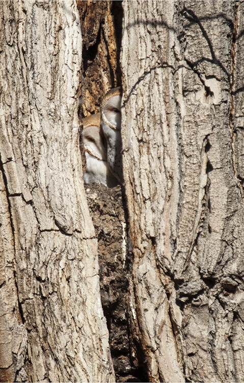 Barn Owls at Carson River Park by Sandi Whitteker