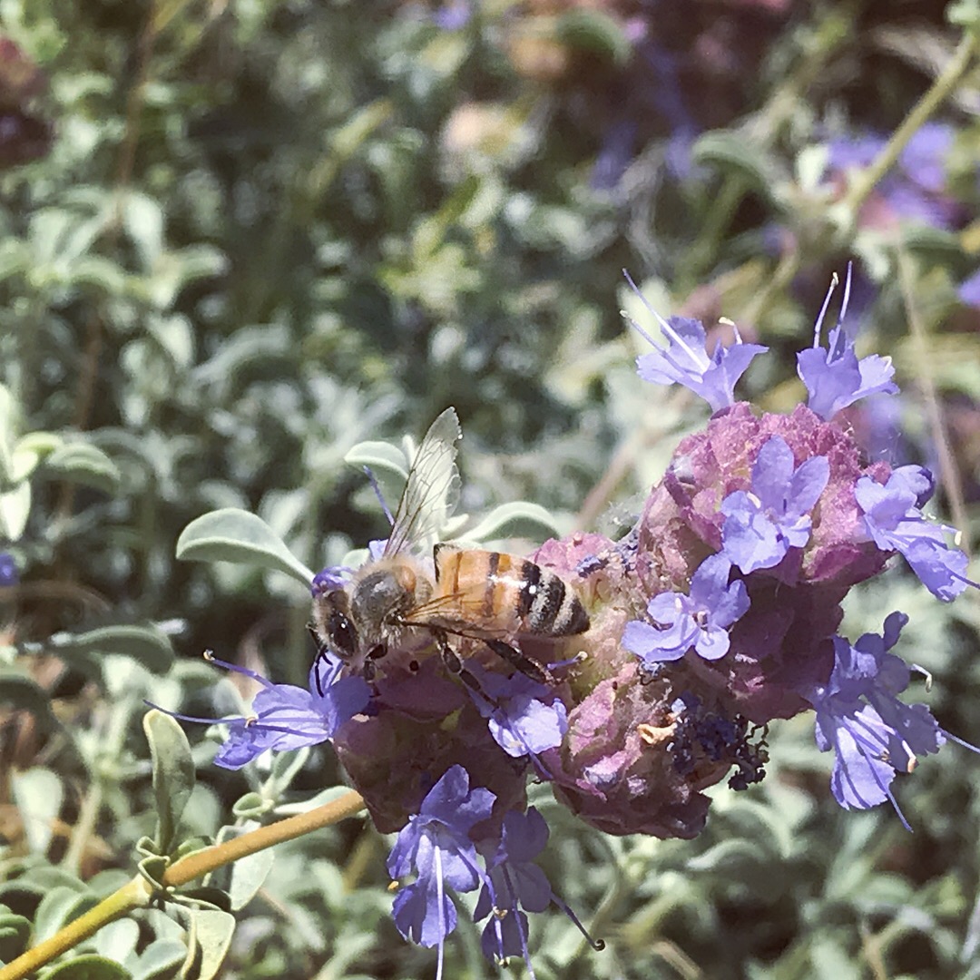 Honey Bee (Apis mellifera) feeding on the native plant Desert Sage, Salvia dorrii.